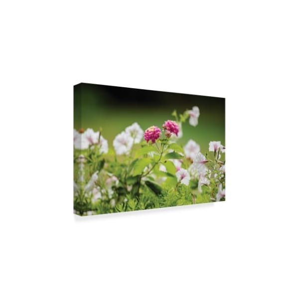 Kurt Shaffer 'Pink Lantana' Canvas Art,12x19